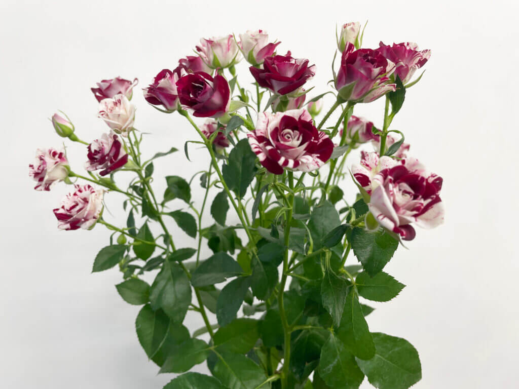 スプレーバラの品種名スパークリンググラフィティの花の画像