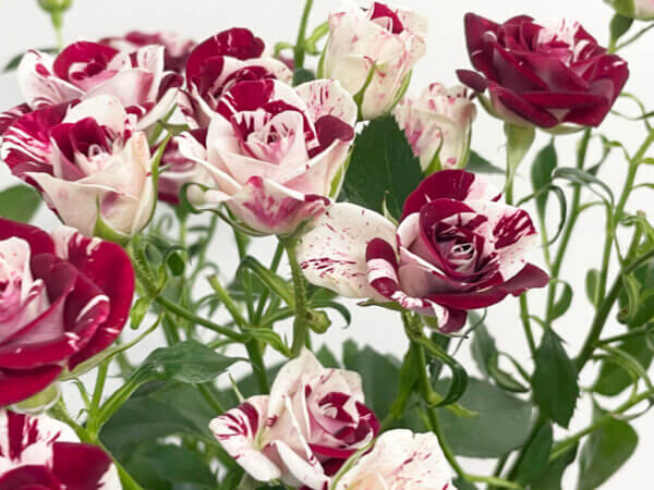 スプレーバラ『スパークリンググラフィティ』（Spray Rose 'Sparkling Graffiti'）