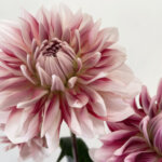 ダリア『彩（いろどり）』（Dahlia 'Irodori'）