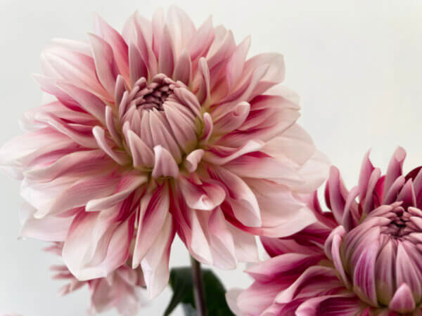 ダリア『彩（いろどり）』（Dahlia 'Irodori'）