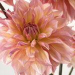 ダリア『アンティークロマン』（Dahlia 'Antique Roman'）