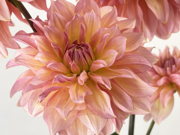 ダリア『アンティークロマン』（Dahlia 'Antique Roman'）