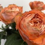 バラ『オレンジロマンティカ』（Rose 'Orange Romantica'）