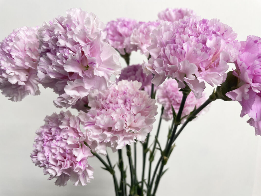 カーネーションの品種名シャララピコの花の画像