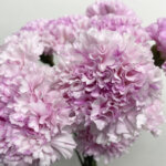 カーネーション『シャララピコ』(Carnation 'Sharara Pico')