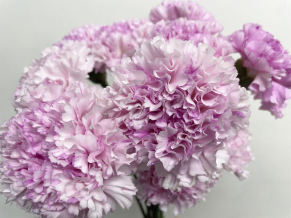 カーネーション『シャララピコ』（Carnation 'Sharara Pico'）