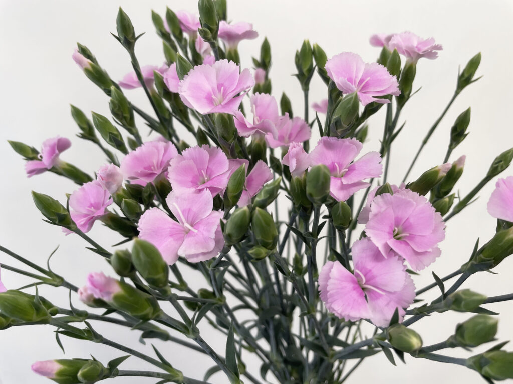 ダイアンサス（ナデシコ）の品種名ソネットハーティの花の画像