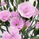 ダイアンサス『ソネットハーティ』（Dianthus 'Sonnet Hearty'）