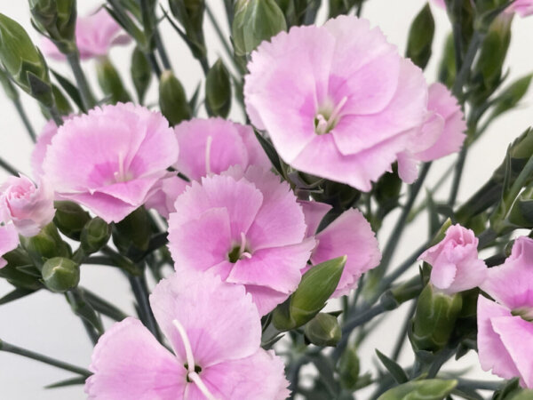 ダイアンサス『ソネットハーティ』（Dianthus 'Sonnet Hearty'）