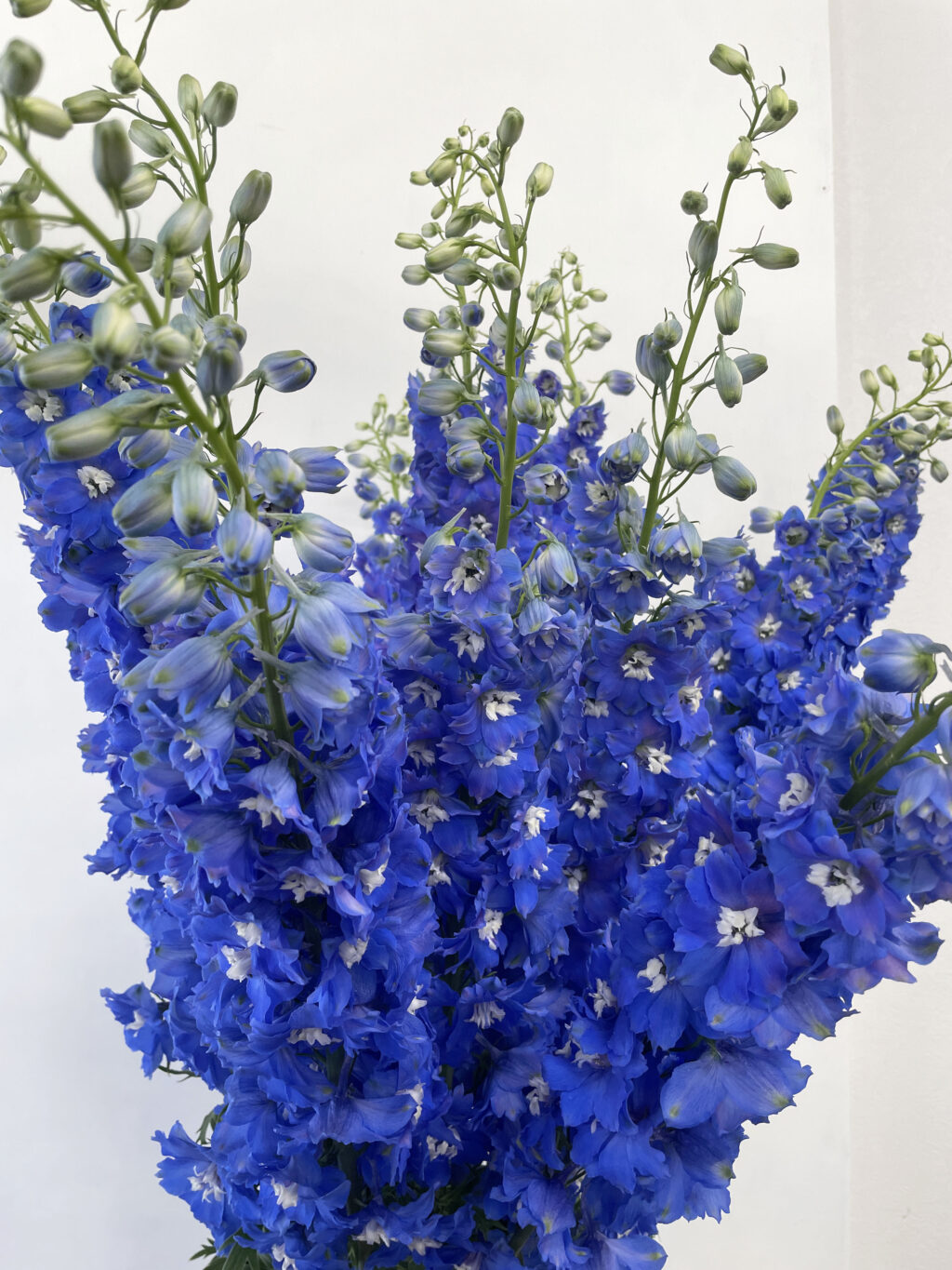 デルフィニウムの品種名クレスブルーの花の画像