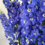 デルフィニウム『クレスブルー』（Delphinium 'Cress Blue'）