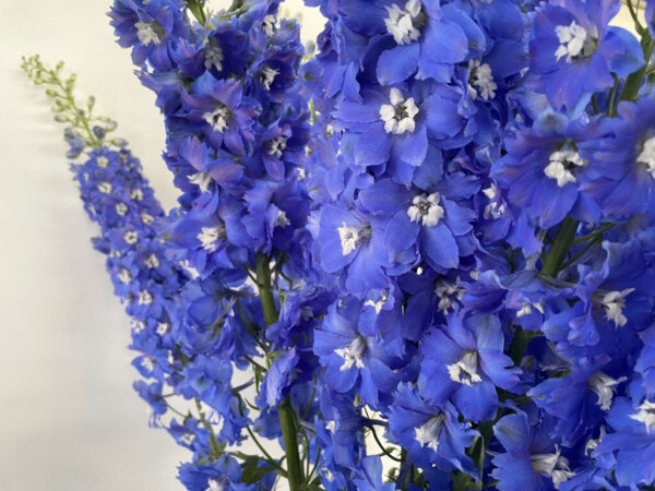 デルフィニウム『クレスブルー』（Delphinium 'Cress Blue'）