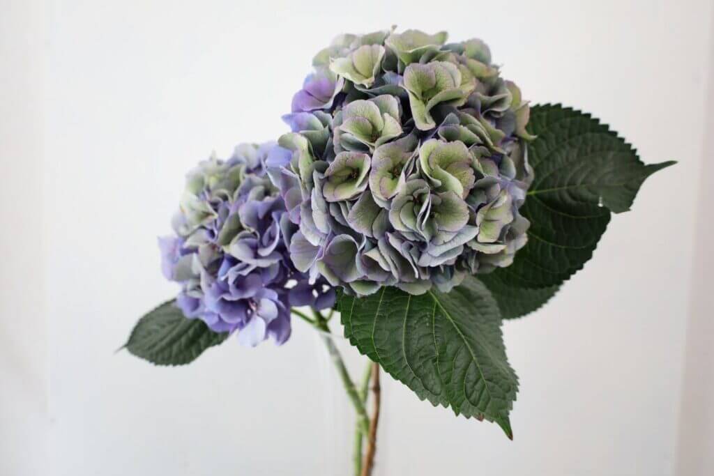 紫陽花（ハイドランジア）の品種名Orion(Multi Purple)の花の画像