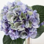 アジサイ『オリオン（マルチパープル）』（Hydrangea 'Orion (Multi Purple)'）