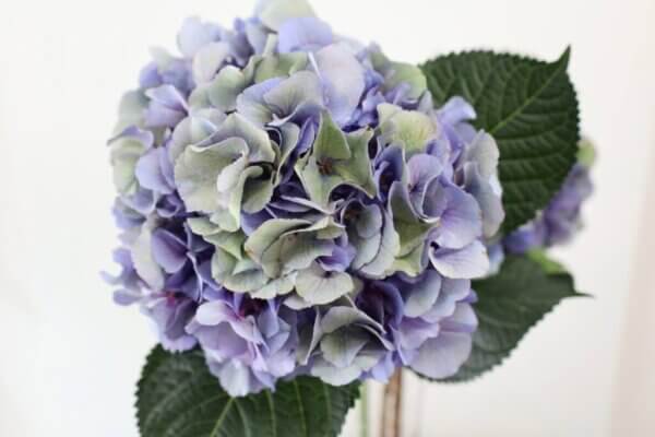 アジサイ『オリオン（マルチパープル）』（Hydrangea 'Orion (Multi Purple)'）