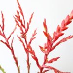 フリーセア『スマッシュブランチ』（Vriesea 'Smash Brunch'）