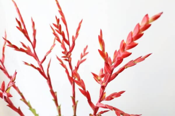 フリーセア『スマッシュブランチ』（Vriesea 'Smash Brunch'）