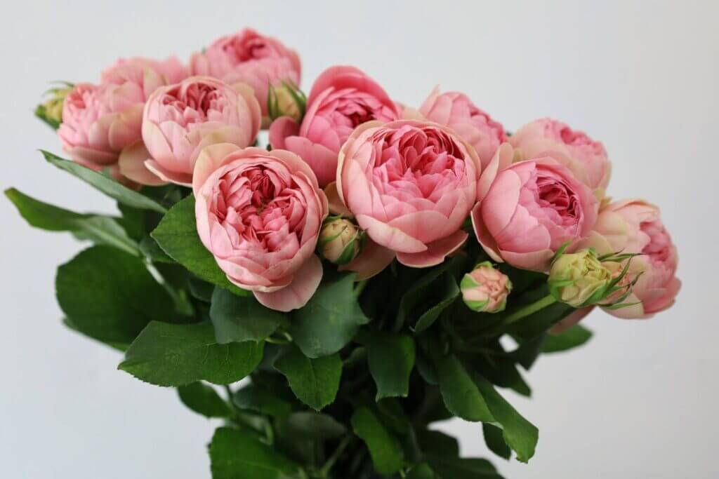 バラの品種名ブライダルメイプルローズの花の画像