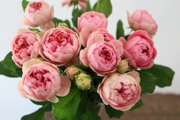 スプレーバラ『ブライダルメイプルローズ』(Spray Rose 'Bridal Maple Rose')