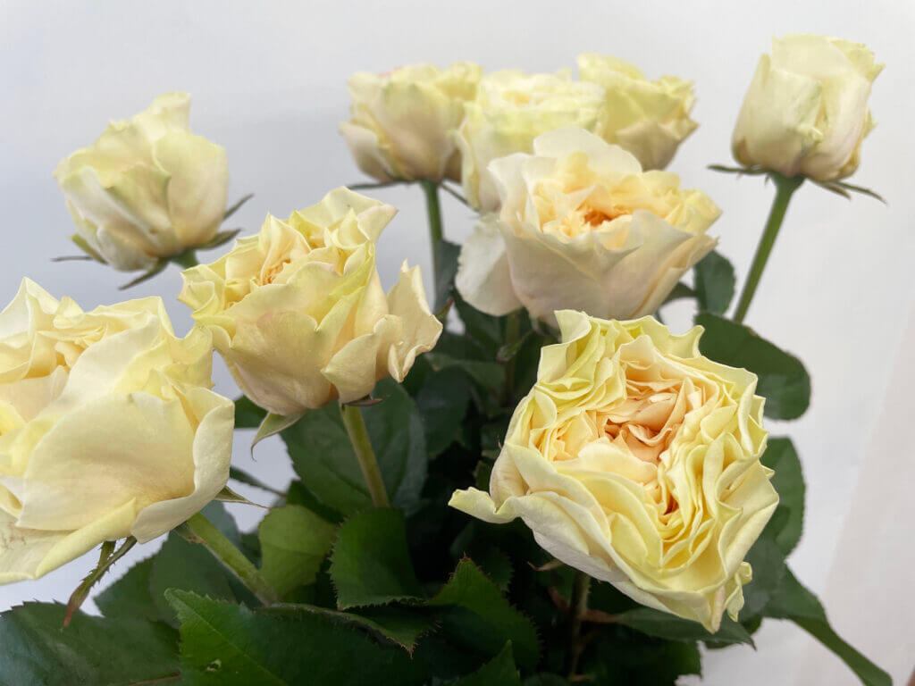 バラの品種名クリームフレグランスの花の画像