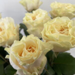 バラ『クリームフレグランス』（Rose 'Cream Fragrance'）