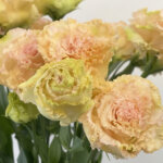 トルコキキョウ『NFマンゴー』（Eustoma 'NF Mango'）