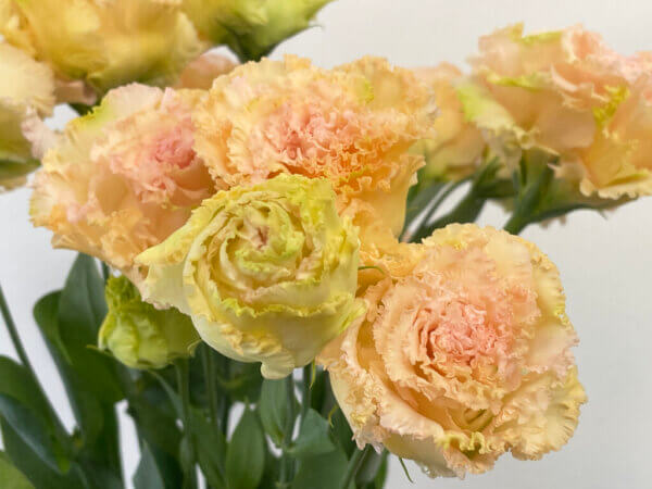 トルコキキョウ『NFマンゴー』（Eustoma 'NF Mango'）