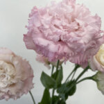 トルコキキョウ『セレブクイーン』（Eustoma 'Celeb Queen'）