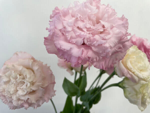 トルコキキョウ『セレブクイーン』（Eustoma 'Celeb Queen'）