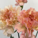 カーネーション『オーロラオレンジ』(Carnation 'Aurora Orange')
