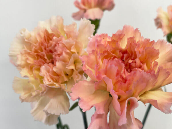 カーネーション『オーロラオレンジ』（Carnation 'Aurora Orange'）