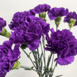 カーネーション『ムーンダスト プリンセスブルー』(Carnation 'Moondust Princess Blue')