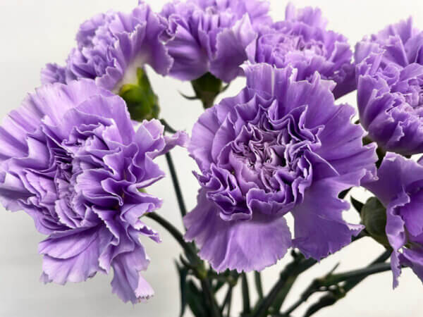 カーネーション『ムーンダスト アクアブルー』（Carnation 'Moondust Aqua Blue'）