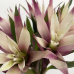 グズマニア『サブリナ』（Guzmania 'Sabrina'）