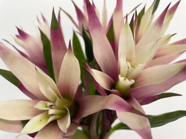 グズマニア『サブリナ』（Guzmania 'Sabrina'）