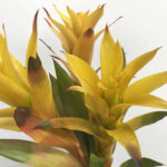 グズマニア『マルジャン』(Guzmania 'Marjan')