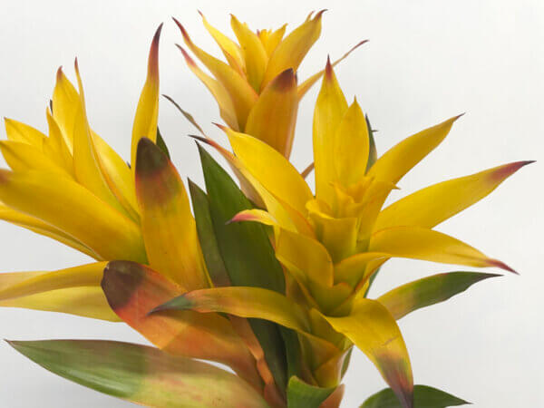 グズマニア『マルジャン』（Guzmania 'Marjan'）
