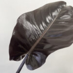 フィロデンドロン『ブラックコンゴ』(Philodendron 'Black Congo')