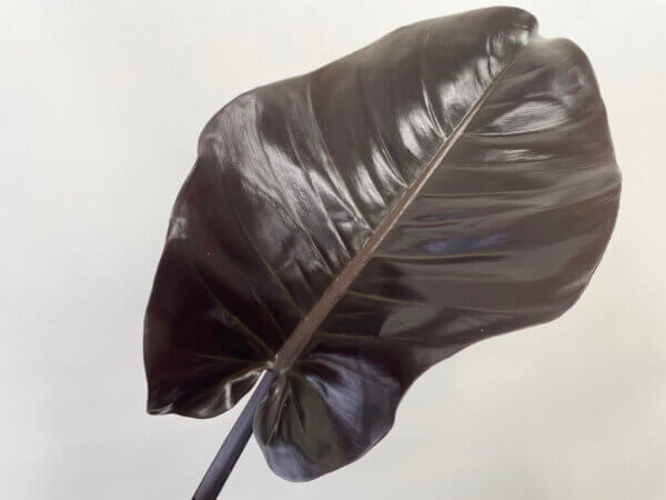 フィロデンドロン『ブラックコンゴ』（Philodendron 'Black Congo'）