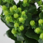 ヒペリカム『ココバンブー』(Hypericum 'Coco Bamboo')