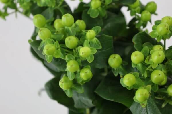 ヒペリカム『ココバンブー』（Hypericum 'Coco Bamboo'）