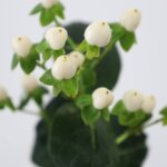 ヒペリカム『ココウノ』（Hypericum 'Coco Uno'）