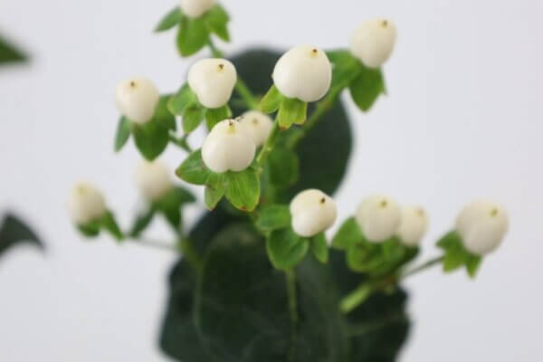 ヒペリカム『ココウノ』（Hypericum 'Coco Uno'）