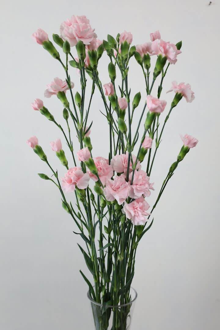 スプレーカーネーションの品種名恋心の花の画像