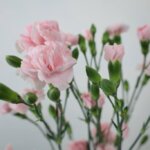 スプレーカーネーション『恋心』