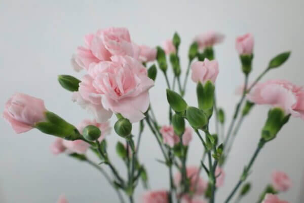 スプレーカーネーション『恋心』