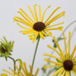 ルドベキア『ヘンリーアイラーズ』（Rudbeckia 'Henry Eilers'）