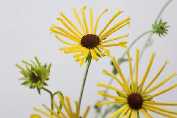 ルドベキア『ヘンリーアイラーズ』(Rudbeckia 'Henry Eilers')