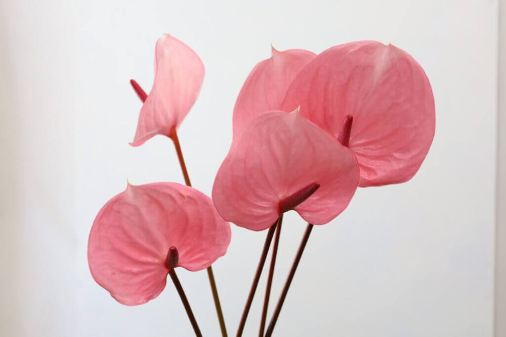 アンスリウムの品種名ピンクシフォンの花の画像
