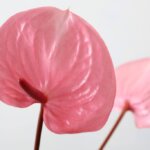 アンスリウム『ピンクシフォン』（Anthurium 'Pink Chiffon'）